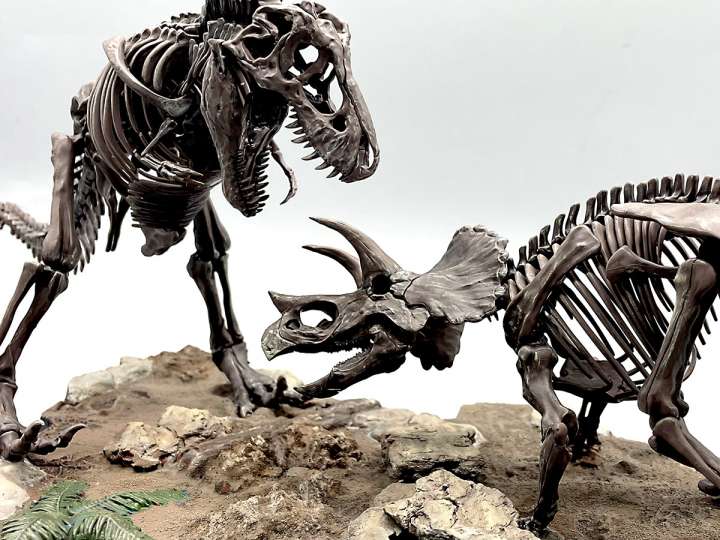 ティラノサウルスとトリケラトプスの死闘をジオラマ化！【達人のプラモ