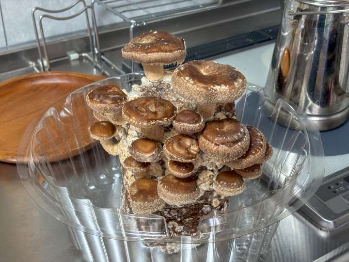 ホムセンに売ってるシイタケ栽培キット「もりのしいたけ農園」って