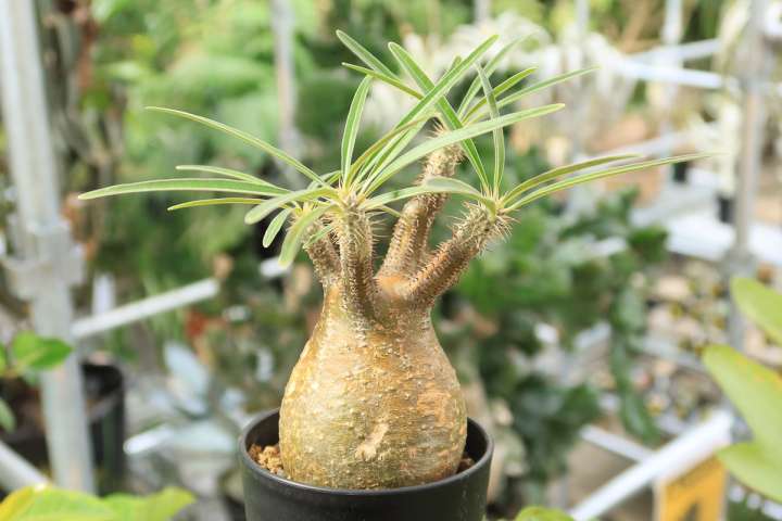 観葉植物 塊根植物 まとめ売り 250329_plants_goods_03-720x480.jpg