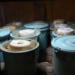 ▲麹室で発酵される金山寺味噌