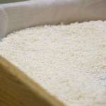 ▲大事な原料の一つ、酒米