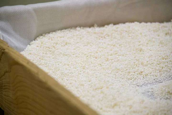 ▲大事な原料の一つ、酒米