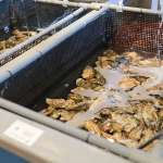 富山海の幸 名店4選