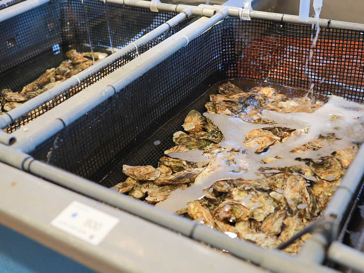 富山海の幸 名店4選