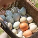 チキチータファーム 平飼い卵