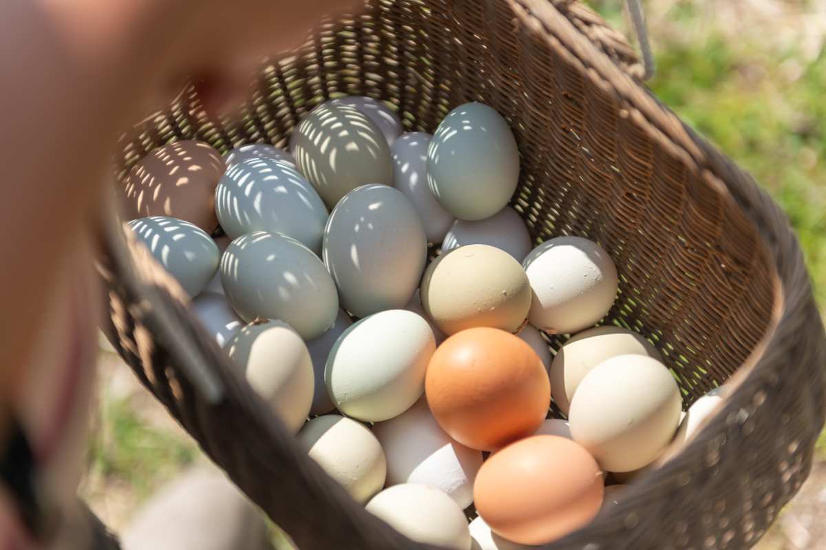 チキチータファーム 平飼い卵
